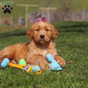 Rose, Golden Retriever Puppy